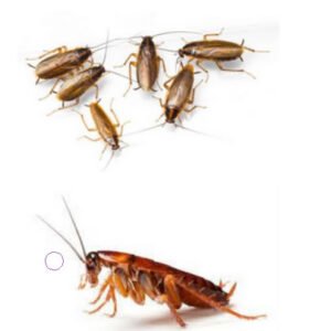 Curso especifíco control de cucarachas