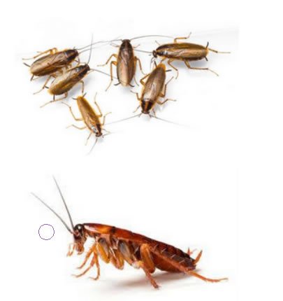 Curso especifíco control de cucarachas